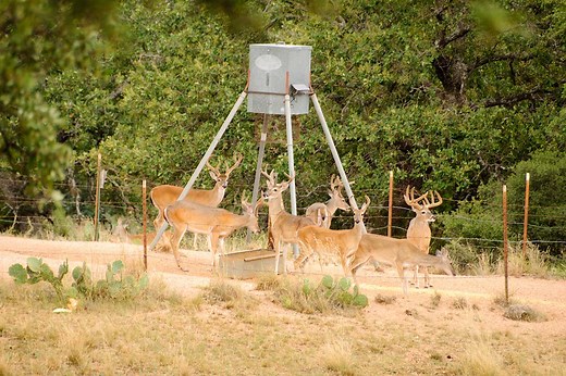 Baiting for Deer: Why Many States Have Banned the Practice, and More May Follow