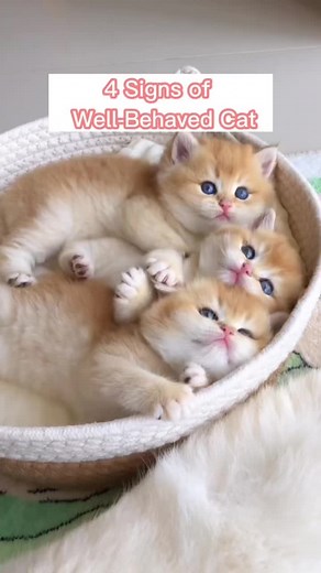 Signs of a Well-Behaved Cat: Understanding Feline Behavior