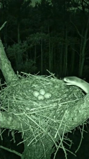 Brave Cat Saves Eagle Eggs from Venomous Snake Attack - Incredible Battle #cat #子ネコ #猫 #funny #ネコムート
