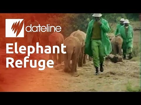 Kenya's elephant orphanage