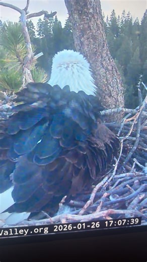 Exploring Jackie and Shadow's Adventure in Big Bear