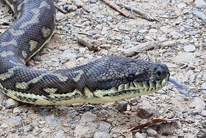 L’effrayante vidéo d’un python de plusieurs mètres sur le toit d’une maison familiale