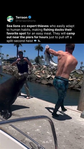 Sea Lions Learned How to Rob Fishermen 🐟