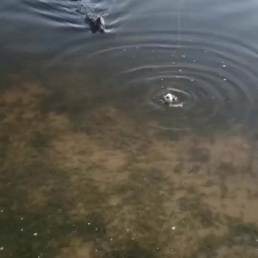 Si no sabe de Tarariras no opine.🤣 #pesca #pescadeportiva #altoparana #YoSoyCreador #pescador #flyfishing #flycast #flyfish #fish #fisher