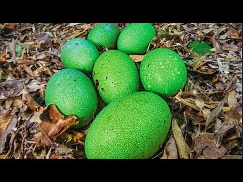 Green Eggs...The Cassowary Bird...