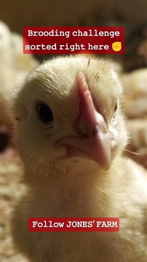 𝙸𝚏 𝚈𝚘𝚞’𝚛𝚎 𝚂𝚎𝚛𝚒𝚘𝚞𝚜 𝙰𝚋𝚘𝚞𝚝 𝙲𝚑𝚒𝚌𝚔𝚎𝚗 𝙵𝚊𝚛𝚖𝚒𝚗𝚐, 𝙵𝚘𝚕𝚕𝚘𝚠 𝙹𝚘𝚗𝚎𝚜' 𝙵𝚊𝚛𝚖 𝚏𝚘𝚛 𝚢𝚘𝚞𝚛 𝚋𝚛𝚘𝚘𝚍𝚒𝚗𝚐 𝚕𝚎𝚜𝚜𝚘𝚗𝚜.