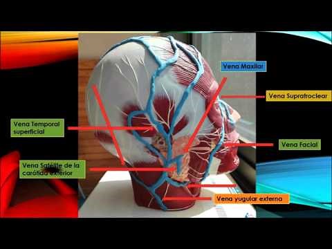 Sistema Arterial, drenaje venoso y linfatico de Cabeza y cuello - USS
