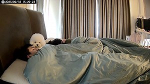 Bichon Frise Says It's Time to Get Up
