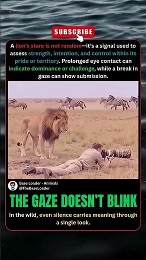 The Lion's STARE