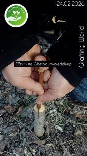 Die effektivste Methode zur Veredelung von Obstbäumen im Frühjahr | Kirschpfropfung √