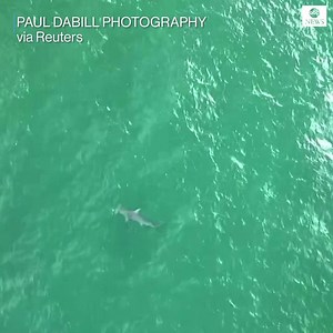 SPOTTED FROM ABOVE: Aerial footage shows hammerhead shark swimming in clear waters off Juno Beach, Florida. https://abcn.ws/2Lq8ku9 | ABC News