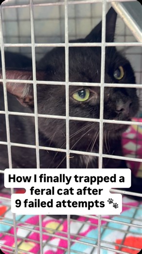 How I finally trapped a feral cat after 9 failed attempts. The zip-tie trick worked! 🐈‍⬛ #HowToTrapACat #FeralCatTrapping #TNR #CatRescue #CommunityCats | Elizabeth Smith