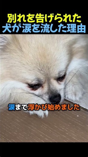 別れを告げられた犬が涙を流した理由🐶 #犬 #ショート #動物 #感動する話
