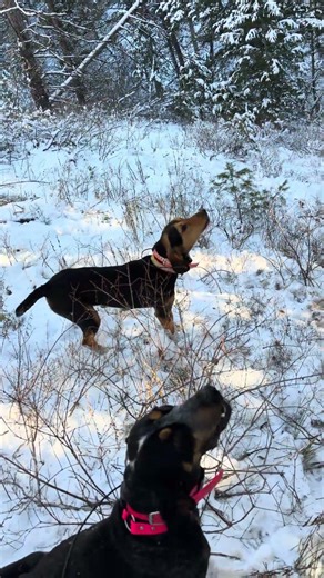 TOM MOUNTAIN LION TREED! #dogs #hounds #hunting #puppy #mountaincat #wildlife #mountainlion #cougar