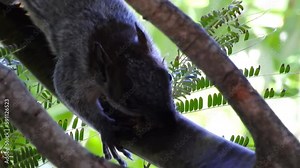 Mexican gray squirrel or red-bellied squirrel, ardilla de vientre rojo eating seeds from the pods of Flanboyán Delonix regia closed up shot. Sciurus aureogaster. Cancun, Yucatan, Mexico.