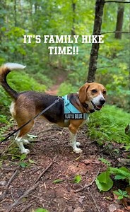 Blue Ridge has plenty of trails that welcome wagging tails! 🐶 Bring the whole crew including the four-legged ones to explore our Blue Ridge trails. Find your next dog-friendly adventure here: https://www.blueridgemountains.com/things-to-do/outdoors/hiking/ 📹 @kaiya.blue.beagle | Visit Blue Ridge GA