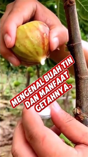 Get to know figs and the benefits of their sap