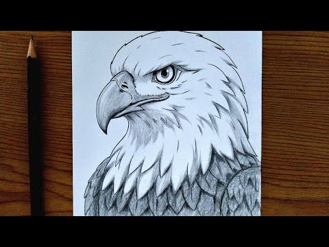 How To Draw A Majestic Bald Eagle || Easy Pencil Drawing Tutorial