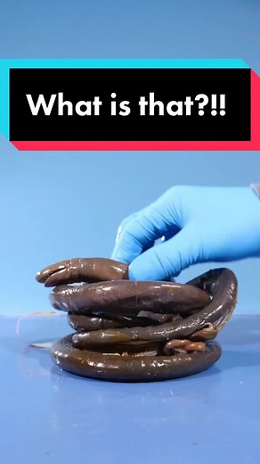 Fascinating Facts About Caecilians and Their Unique Features