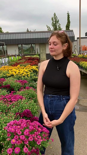 Decorate your outdoor spaces with fall color this season, using mums! But how do you know which mums to buy or plant? In this video, Heather walks us through the types of mums and how to care for them. Shop Fall: https://bit.ly/44RcAWY | Bachman's Floral, Home and Garden