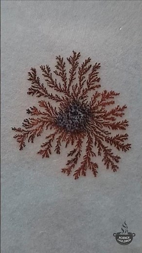 Growing copper dendrites. Zinc and copper sulfate displacement reaction #chemistry #copper #science