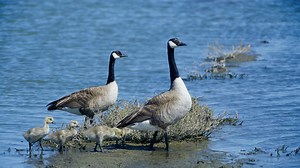 How To Tell If A Canadian Goose Is Male Or Female - Cuteness