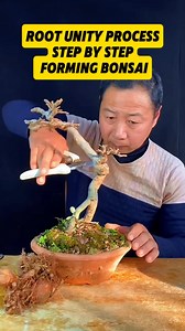 Root Unity Process. Step by step. Forming Bonsai. #bonsaidunia #bonsaiindonesia #fbviral #reelsfb #fyp | Mahfud Prabowo