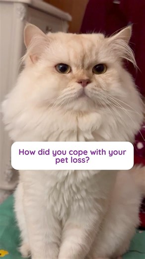 How did you cope after losing your pet?