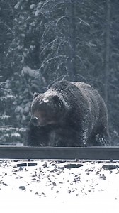 Look who woke up, just in time to enjoy the best of spring skiing!! (📷: Michaelfrymus) | Banff Sunshine Village