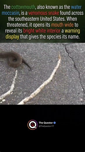 The Cottonmouth's Deadly Warning #intrestingfacts #facts