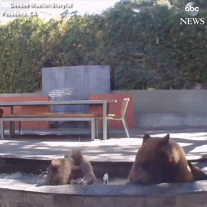 CHILLING OUT: A couple of bear cubs splash around in a California resident's fountain to escape the heat. http://abcn.ws/2Bu5D1M | ABC News