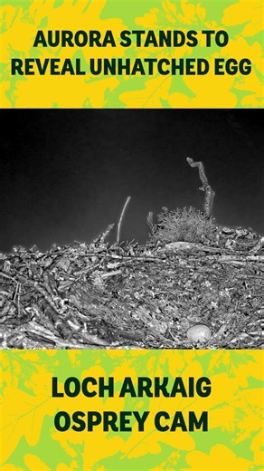 The Reality of the Nest: Aurora's Unviable Egg 💔🦉