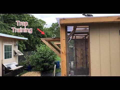Racing Pigeon Trap Training