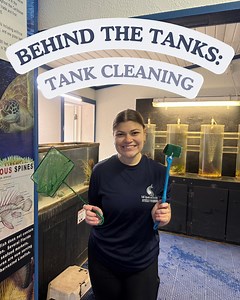 Behind the Tanks 🧼🐠 Keeping tanks clean is serious business! From gravel bottoms to sandy floors, our team works behind the scenes to make sure every habitat stays clean, comfortable, and healthy for our animals. Take a peek at how it’s done! | Gulf Specimen Marine Lab
