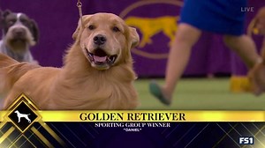 175K views · 3.1K reactions | Is this the year a Golden Retriever wins Best in Show?!? Daniel comes out on top in the Sporting Group and advances to tonight's big Westminster Kennel Club Dog Show final! | FOX Sports | Facebook