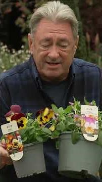 Winter Flowering Pansies: What You Need to Know