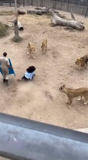 A child falls into the lion enclosure, and without a thought for her own safety, his mother jumps in right after him. An incredible act of love and bravery. 🙏 | Animalatoms