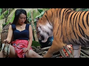 survival of tiger from a deer the girl hunting in jungle big forest