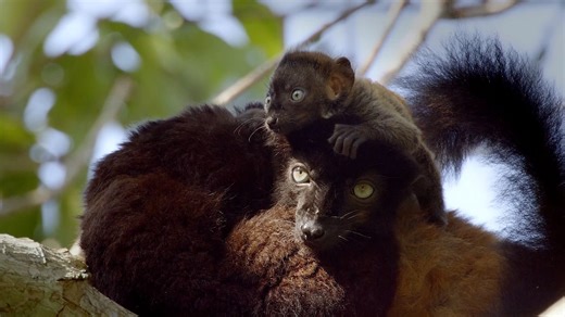 Lemur mom has ingenious idea to save newborn from ticks
