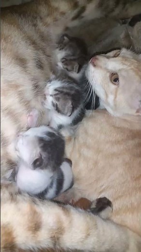 Mama Cat Feeding Her Newborn Kittens ❤️ The Cutest Moment`