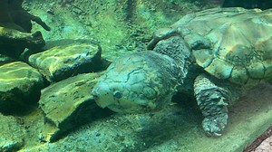 Old Gregg, the alligator snapping turtle, is back in the Alabama Stream habitat inside the children’s zoo. Come say hello. Your Birmingham Zoo will be open on Memorial Day. Veterans and military plus up to six dependents get in free on Memorial Day. | The Birmingham Zoo