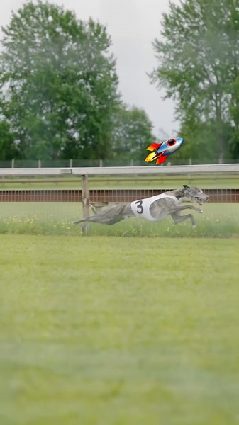 Greyhound Racing Full Speed! 🚀💨#greyhound #greyhoundracing #dogracing #racing #shorts #sports