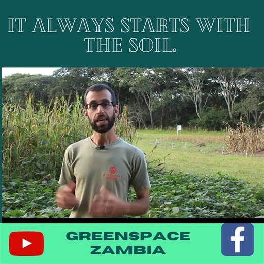 Grow Your Own Food #organicfarming #growyourownfood #growingvegetables #agricultureinzambia