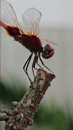 Close Shot of Red Dragonfly