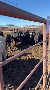Lots of really nice home raised yearlings off wheat selling tomorrow! | Comanche Livestock Auction