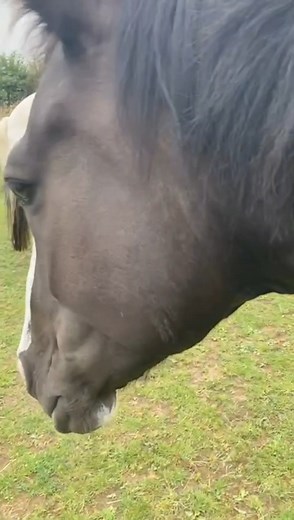 7K views · 146 reactions | Here's Bethany Stone from "Horse and...