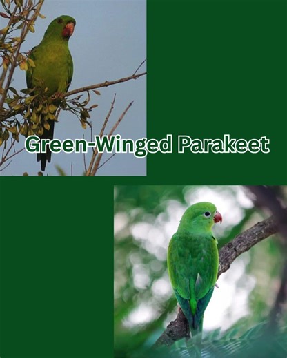 30cm of Pure Mischief: The Green-Winged Parakeet Explained #birds #parrots #shorts
