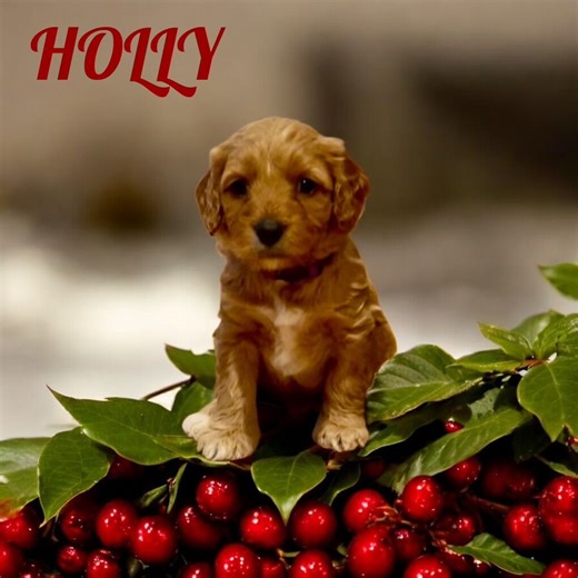 HANDSOME MALE MINI GOLDENDOODLE PUPPY! | Dogs | KSL Classifieds