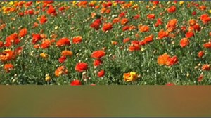 Carlsbad Flower Fields draw huge crowds every spring