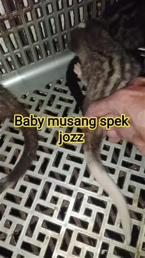 Review baby musang aman untuk anak segala usia